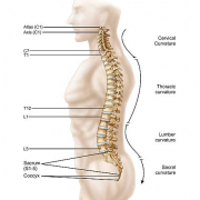 Cours Physiologie Humaine (Deuxième Année ) physiologie