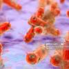 microbiologie