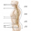 physiologie