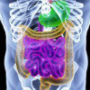 physiopathologie